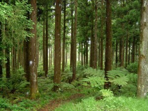 formation aux travaux forestiers - LEAP du Hainait et de l'Avesnois